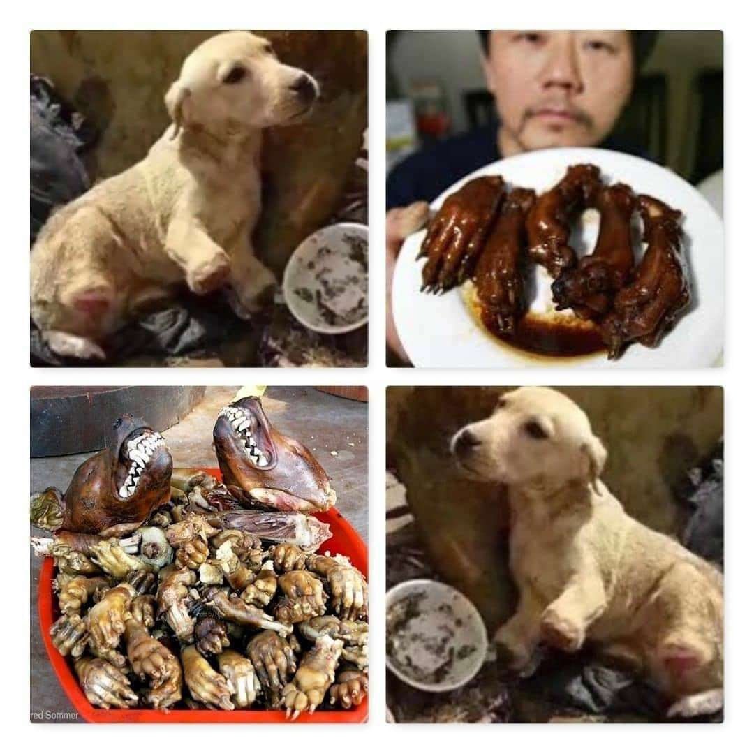 Another day at #YulinDogMeatFestival 😭😭 #dog paws are considered a delicacy and they’re chopped off while the dogs are alive 😭😭 disgustingly cruel!! Needs to end NOW 🛑 #DogMeat #DogMeatFestival #Yulin #shame #ShameOnYou #China #shameless