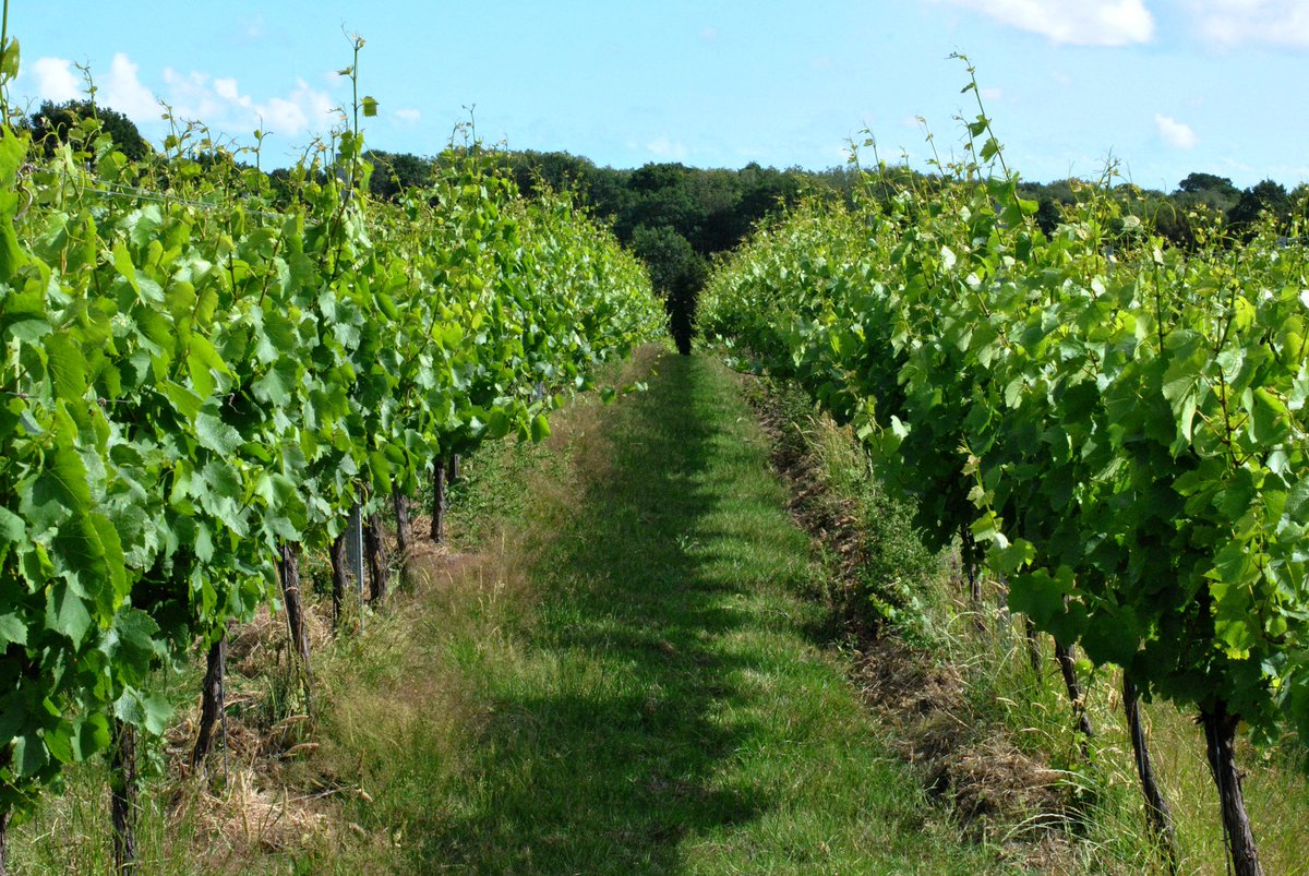 Woodchurch tweet media