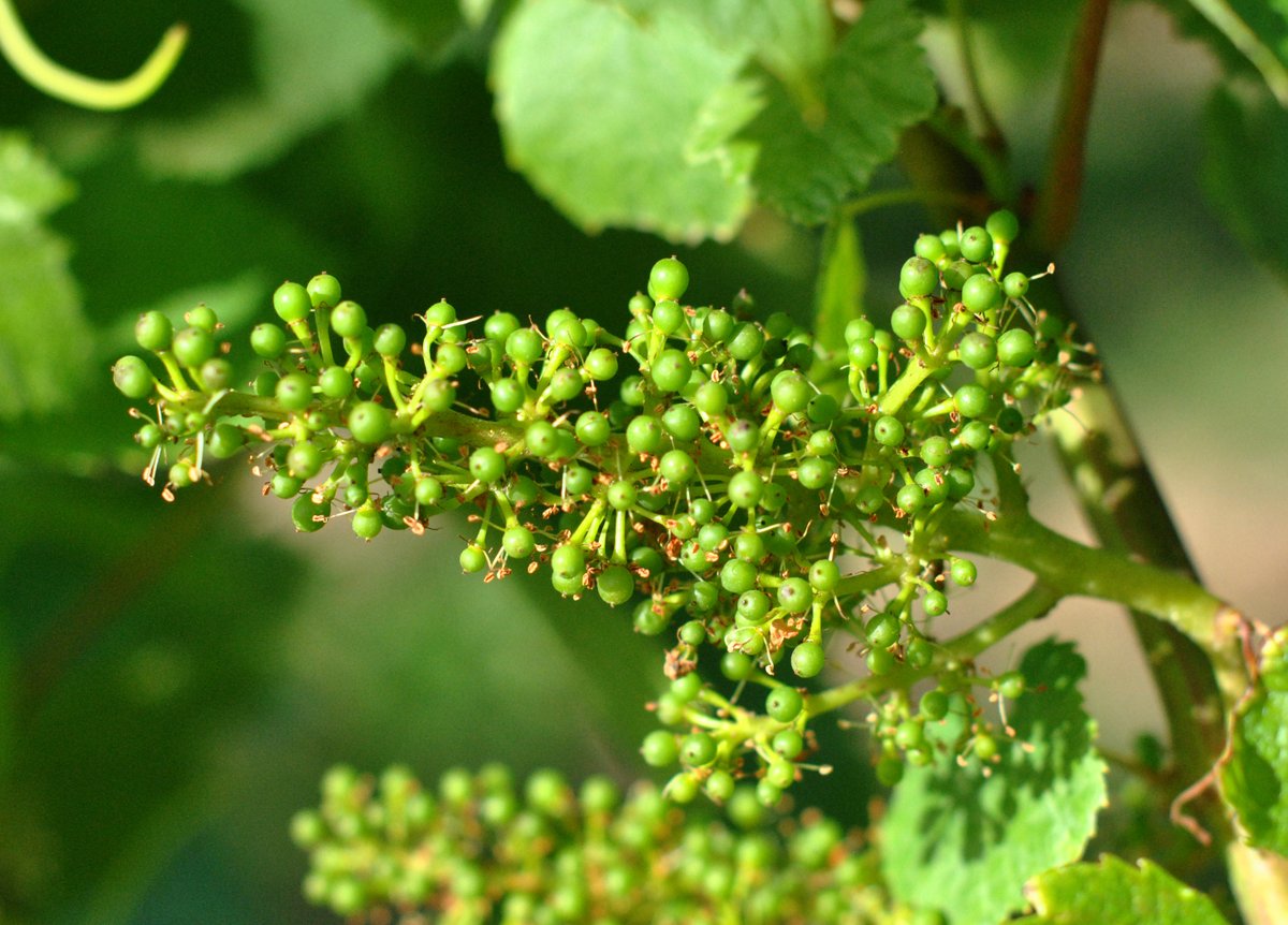 Woodchurch tweet media