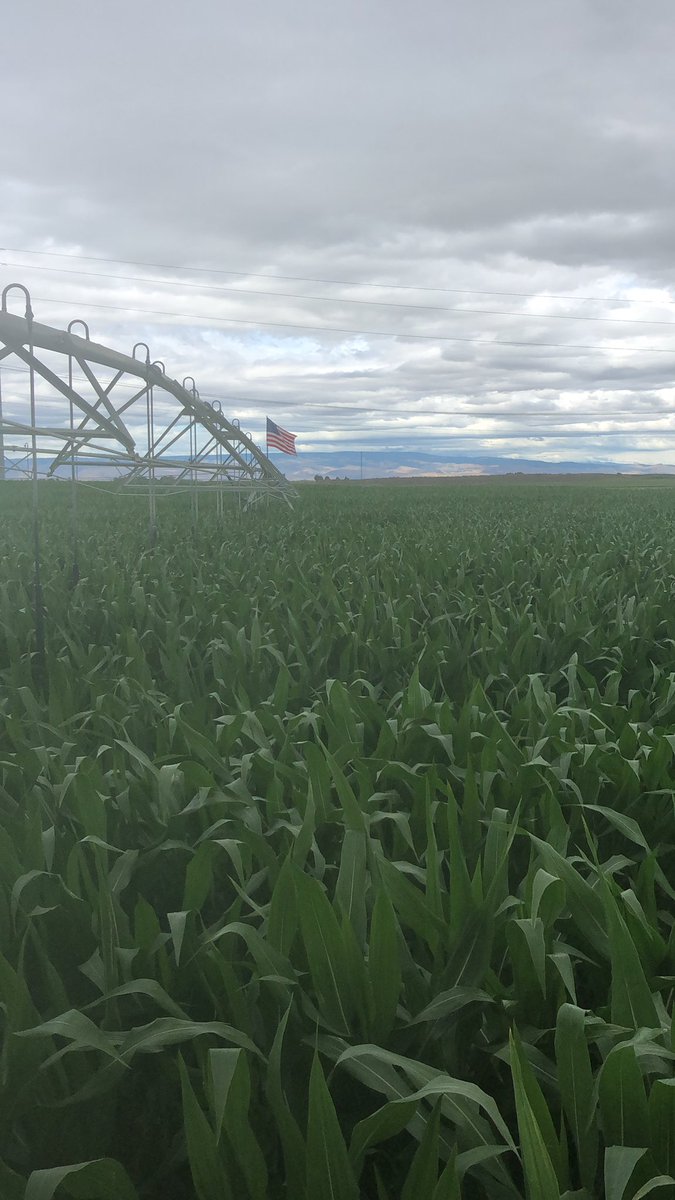 spuds509's tweet photo. Knee high by 4th of July https://t.co/Xaq3VtDJSD