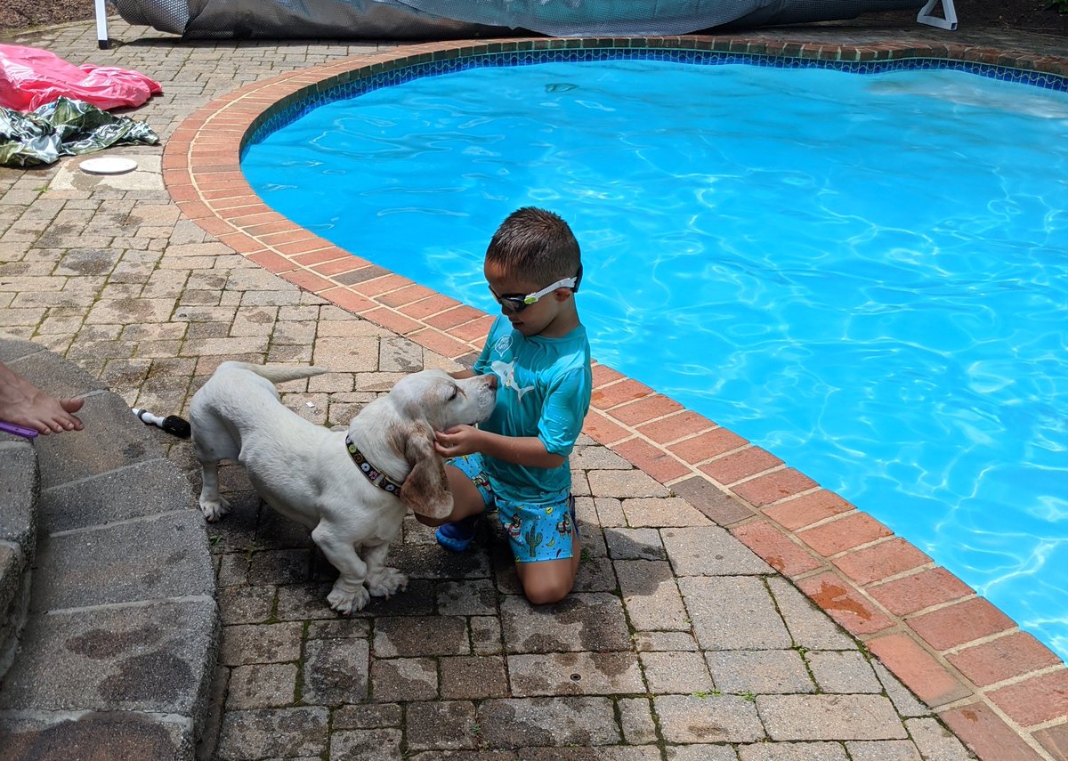 CroftonHounds's tweet photo. I don't like baths or to get wet, but I like kids who come out of this giant bathtub. #NotASwimmer #DogsOfTwitter #FunInTheSun https://t.co/svudo6qBJt
