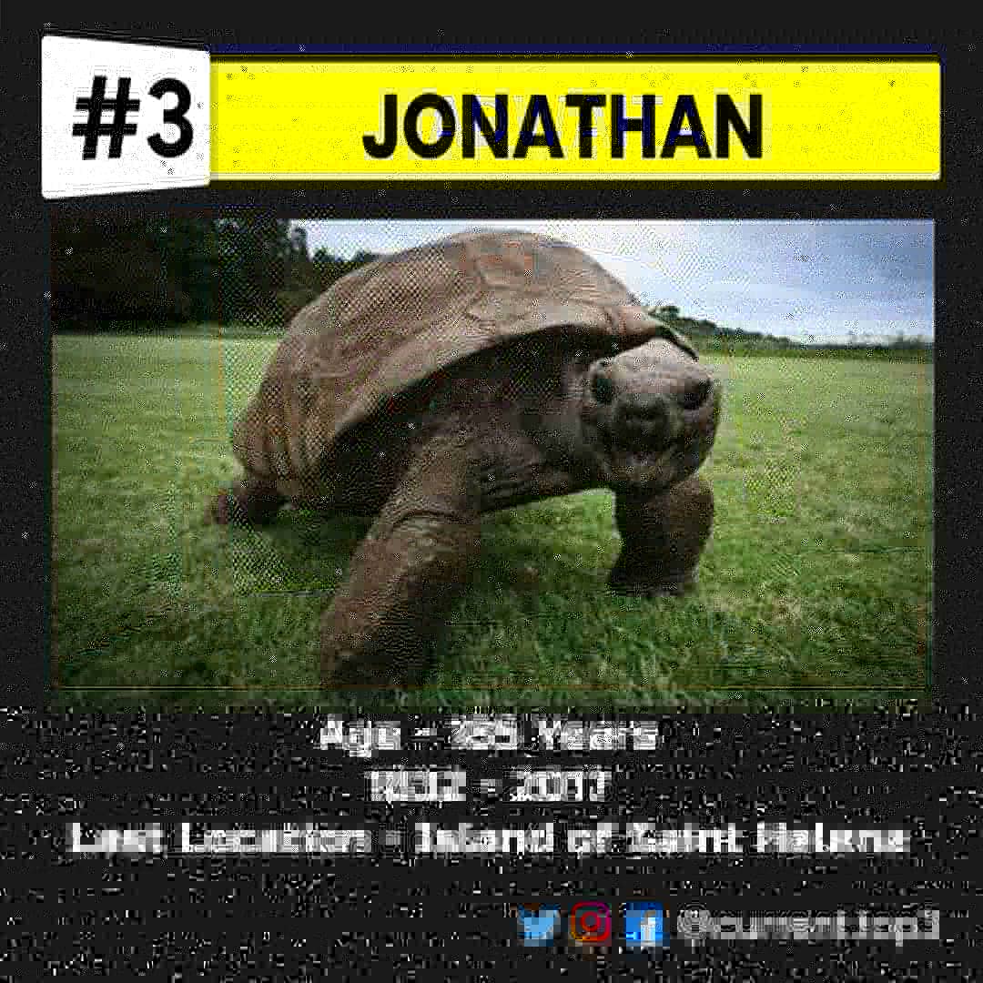 currenttop3's tweet photo. Top 3 most lived tortoise in the world🐢🐢
Slow and steady wins the race
#tortoise #slowandsteadywinstherace #world #most #lived #top  #250yrs  #century #currenttop3 #best #fact #share #comment #like #funfact  
#fact #3top #dm #followformore #sharetheknowledge #awesomefacts #done https://t.co/xGpKXs0Rvi