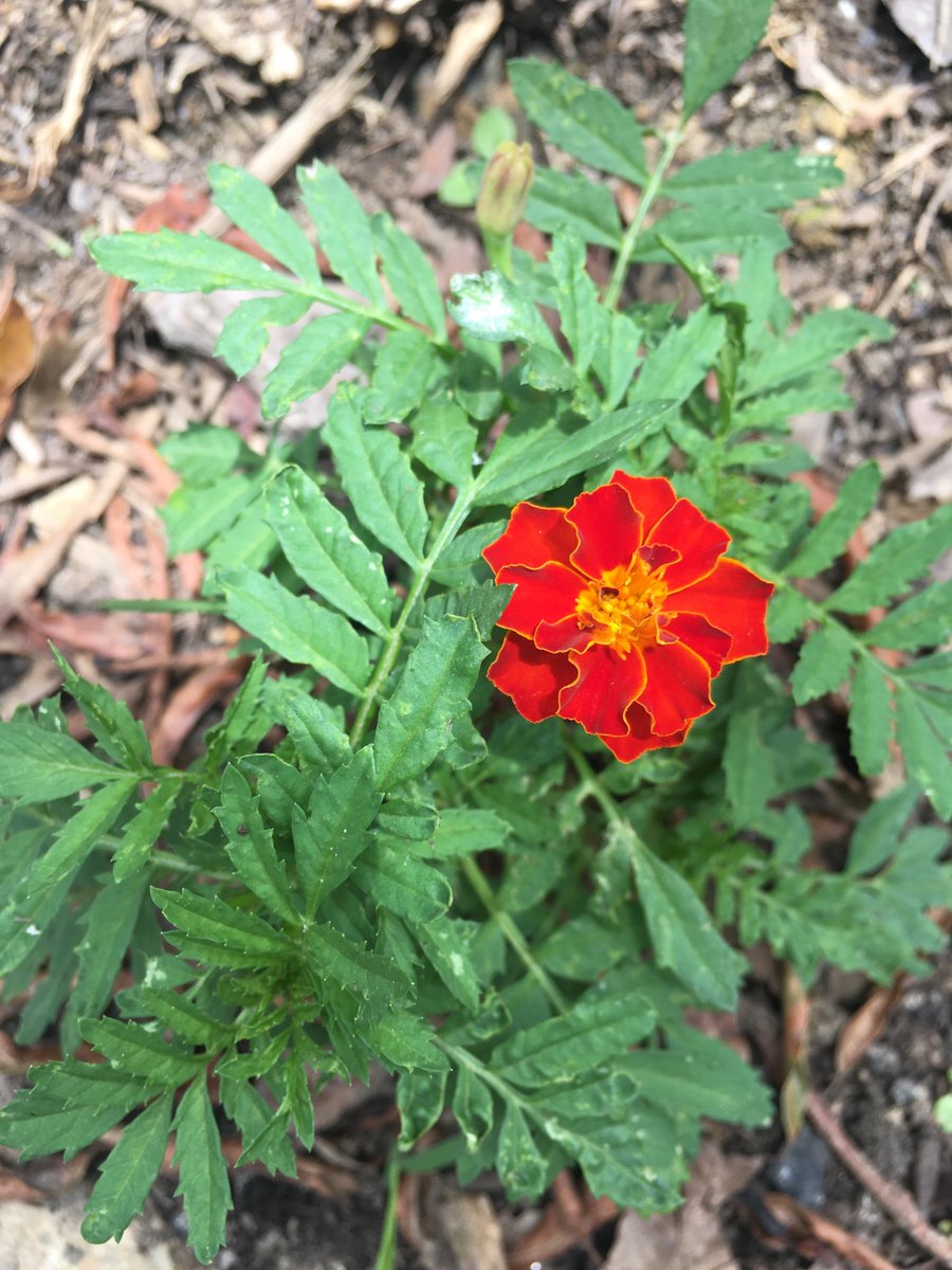 very proud of these sad little marigolds