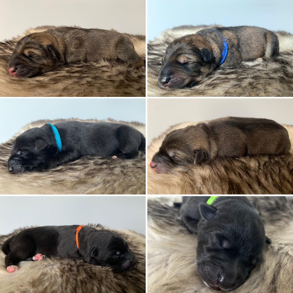 TDR_Inc's tweet photo. Congrats Outback Tamaskans on the litter, born 27-Jun-20, out of Marlie x Balto #TDR #TamaskanDogRegister #TamaskanDog #Tamaskan #Dog #TamaskansOfTwitter #DogsOfTwitter #NotAWolf #WolfLookAlikeBreed #TamaskanLitter #LitterAnnouncement #TamaskanPuppies #Puppies #PuppiesOfTwitter https://t.co/eWtAyEFLN6
