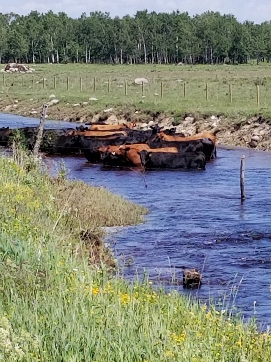 ZaporozanSz's tweet photo. Lol u know it's hot in manitoba when....#hot #mbheatwave #mbstorm https://t.co/GrethDzgD1