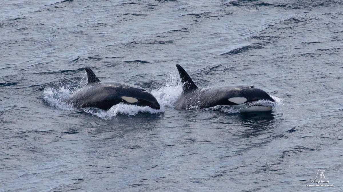 HughHarrop's tweet photo. Enjoyed a wonderful encounter with these Orcas (the North Isles 65s pod) off the cliffs at Eshaness, #Shetland this afternoon. Great to see the matriarch '65' with her calf born in the winter of 2017 / 2018 thriving. https://t.co/sbgynYnUyP