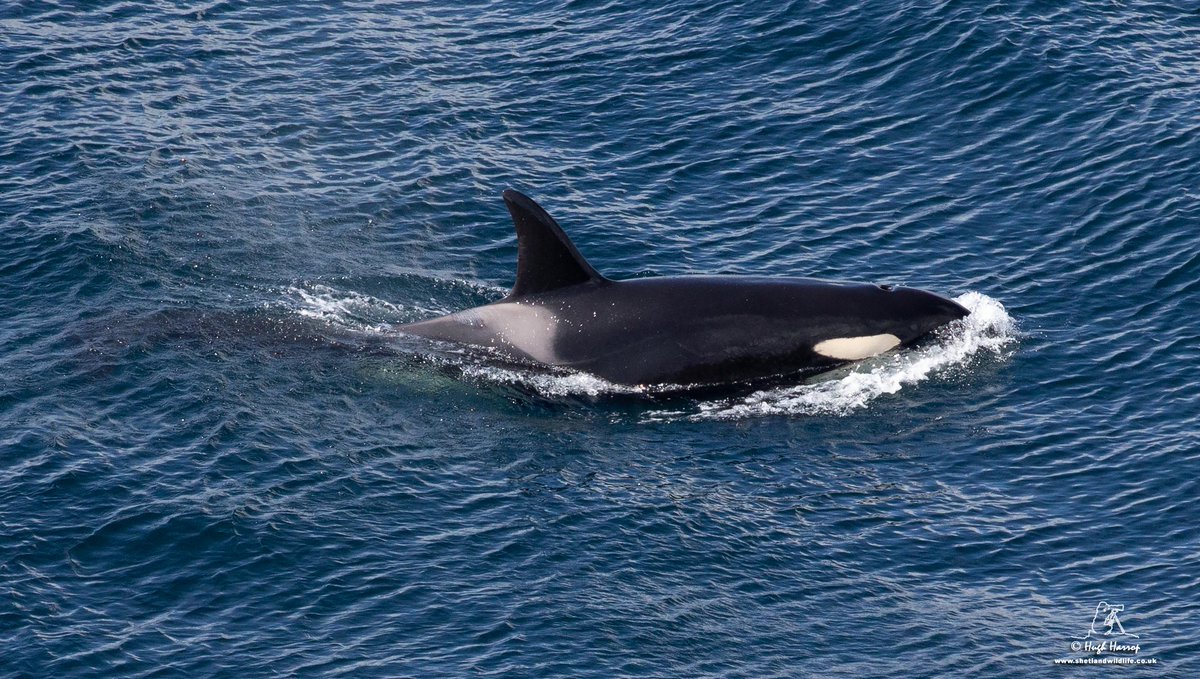 Enjoyed a wonderful encounter with these Orcas (the North Isles 65s pod) off the cliffs at Eshaness, #Shetland this afternoon. Great to see the matriarch '65' with her calf born in the winter of 2017 / 2018 thriving.