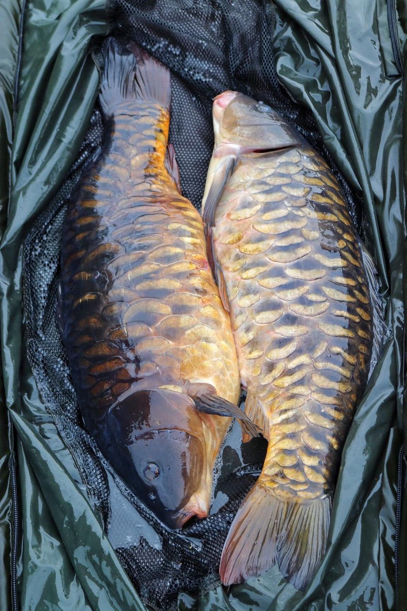 Double Bubble😍——————————————————————————
#Reelfishinguk #MainlineBaits #CarpFishing #EssentialCell #PastelBarrelWafters 
#FreespiritFishing #Canon #MirrorCarp #Carp