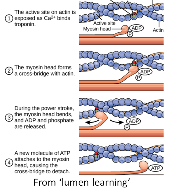 But why cramps in  #cirrhosisATP in muscle of ppl w/cirrhosisATP needed for myosin to detach from actincramping in cirrhosis associated withplasma volume &renin activityNerve perfusion depends on volume &vol alsosympathetic nerve activity3/