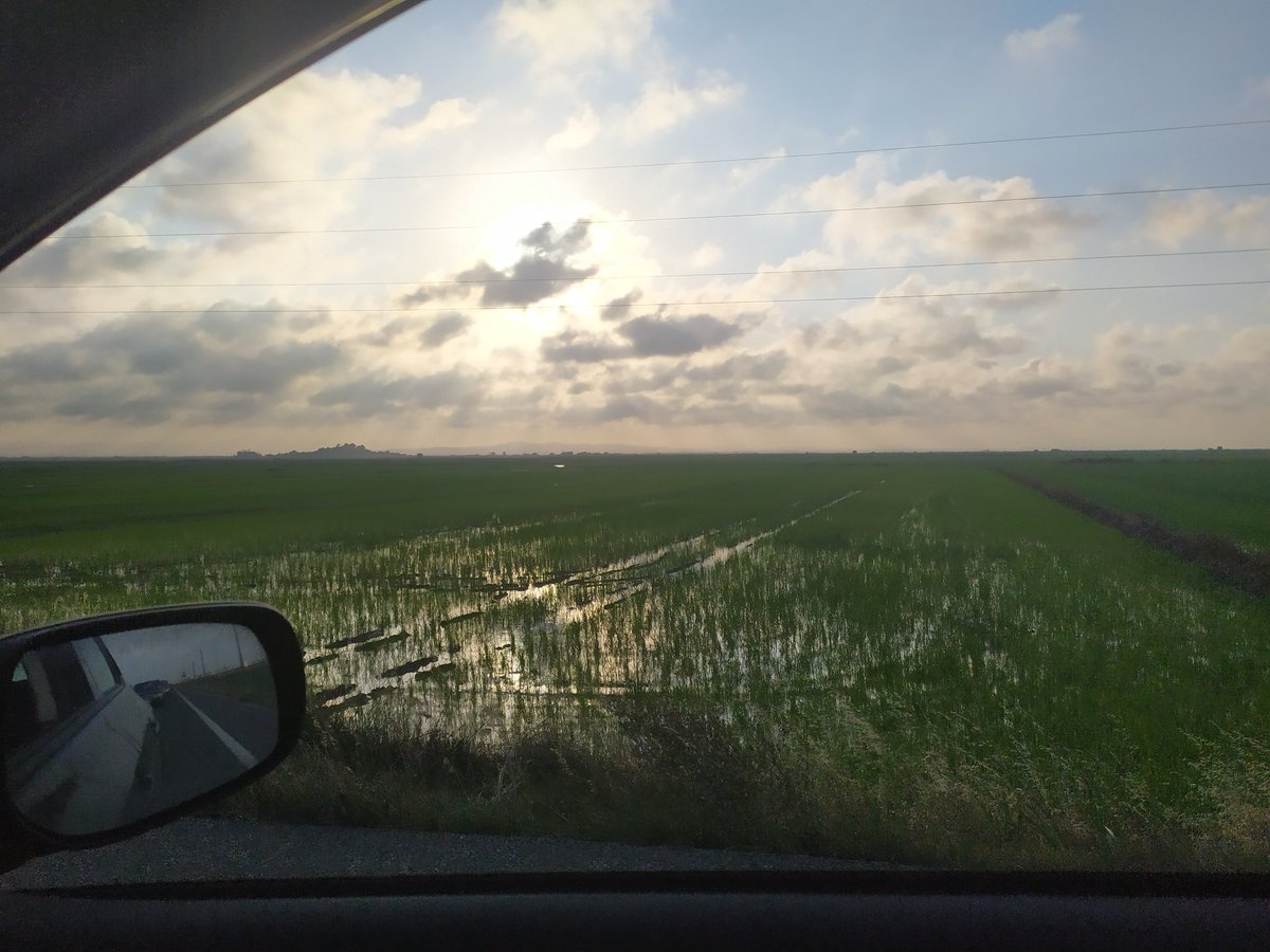 Caramtonio's tweet photo. Bonito sitio para pillar un pequeño atasco. 
#Albufera #Sueca #Marjal https://t.co/uWVguoLcfq