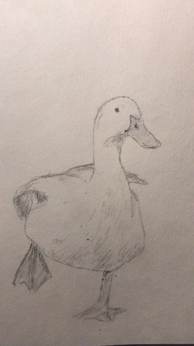 Account duck fan Akron RubberDucks
