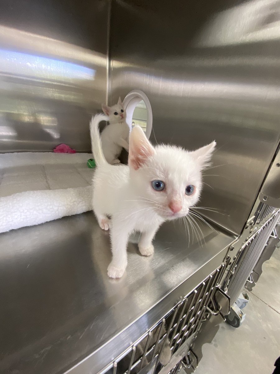 ColliervilleAS's tweet image. We’ve heard your fireworks, but nothing will light up your night like one of our many, one of a kind firecracker kittens!
We’re still doing everything by appointment only, so fill out your application today! 🧨 💥