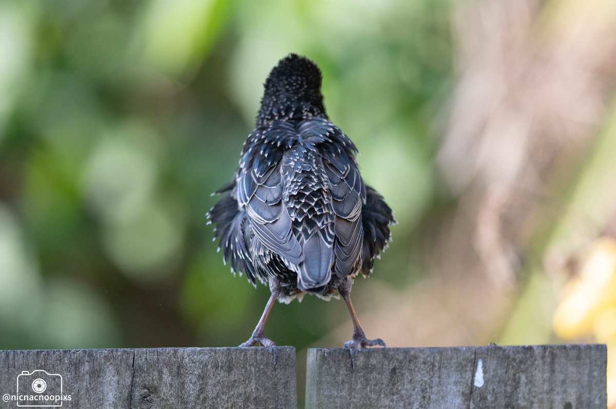 nicnacnoopixs's tweet photo. Does my bum look big in this ?......
#starlingsofinstagram #starling #naturephotography #wildlifephotography #nikonphotography #homebirding https://t.co/7HtO32PDok
