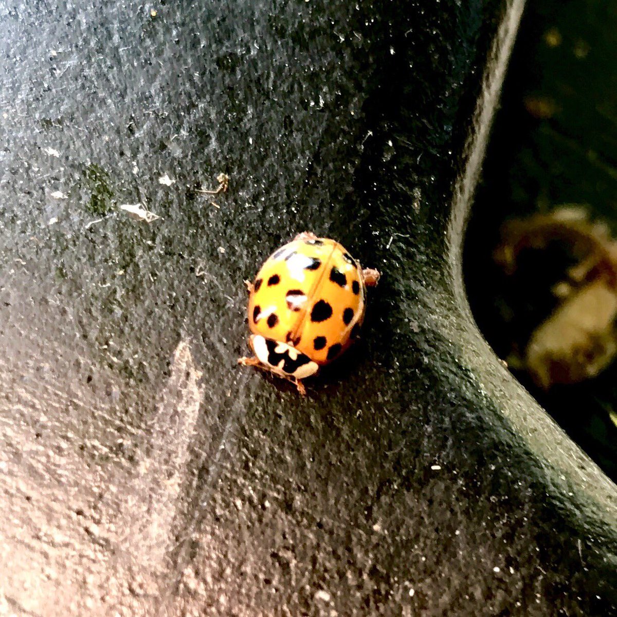 TweetEastern's tweet photo. #bugsofgreateasternstreet #gardens #nature #quashthetrainwash https://t.co/oTplondAoP