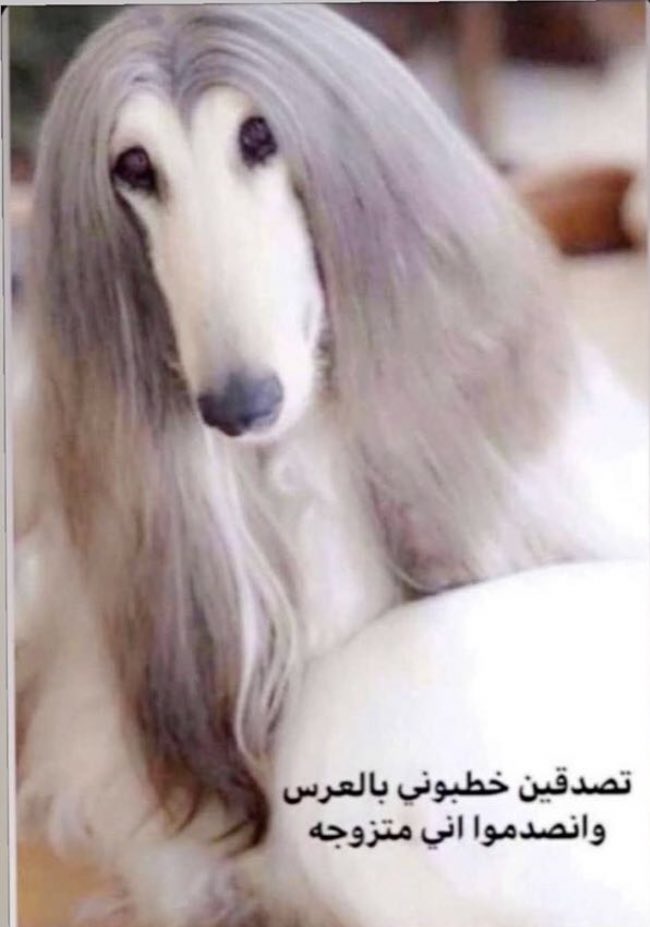 #هههههههههههههههههههههههههههههههههههههههههههههههههههه هذا اذا قالولك اخر حبه