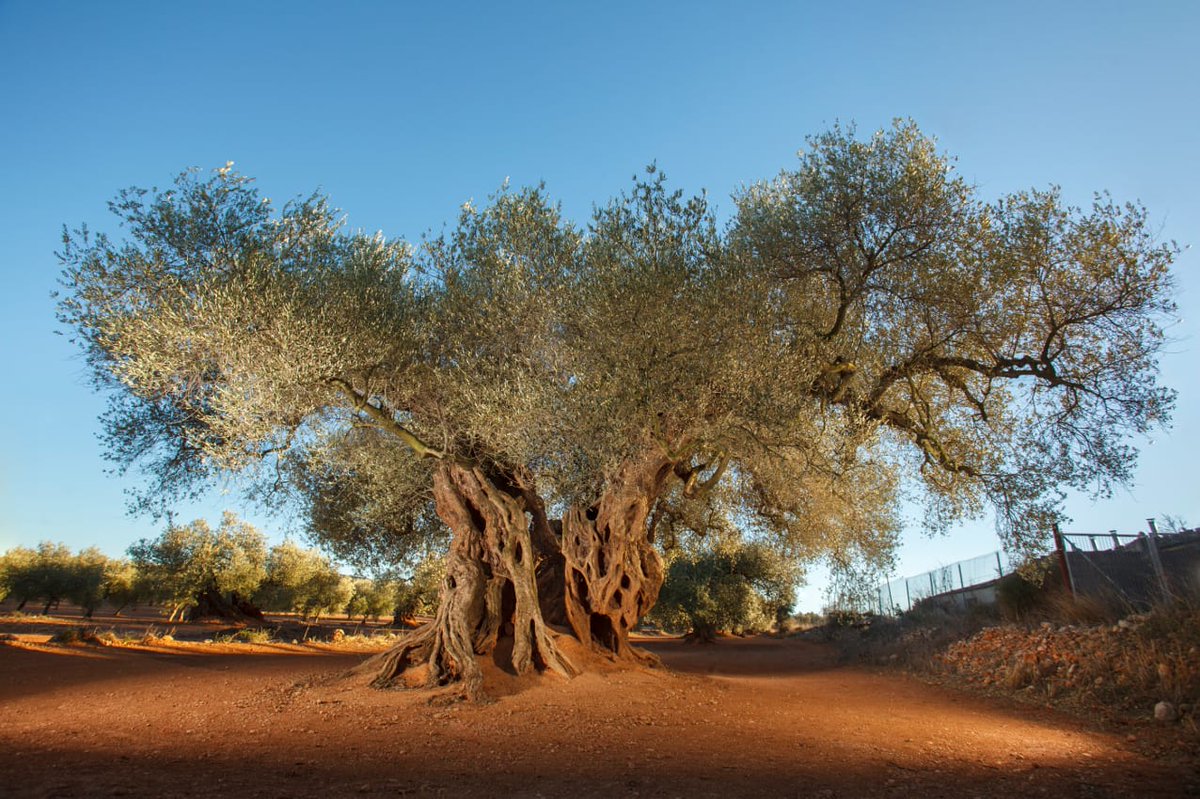ximopuig's tweet image. &quot;Soy nieto de un hombre que, al presentir que la muerte estaba a su espera, bajó al huerto y fue a despedirse de los árboles que había plantado y cuidado, llorando y abrazándose a cada uno de ellos, como si de un ser querido se tratara&quot;. J. Saramago.

Feliç Dia mundial de l&apos;Arbre