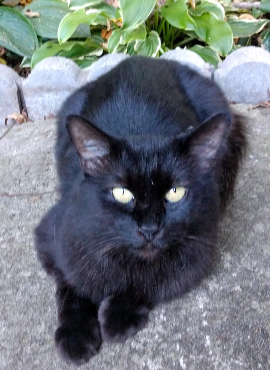 Black cats bad luck ? I think NOT!!
Luv Inky ❤️❤️ #CatsOfTwitter #SundayFunday #Beautiful #BeKind