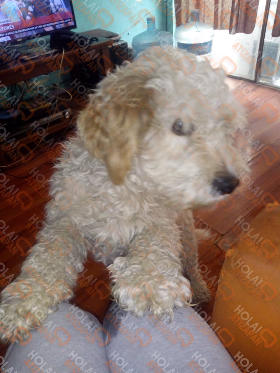 hola_atizapan's tweet photo. #AlertaPet: #Atizapán
”Se perdió en la colonia hogares de Atizapán el 26 de junio se llama Lucas es blanco con las orejitas cafés es un maltés cualquier informe comunicarse al 5576689897”(Sic) https://t.co/XVES5FDx5r
