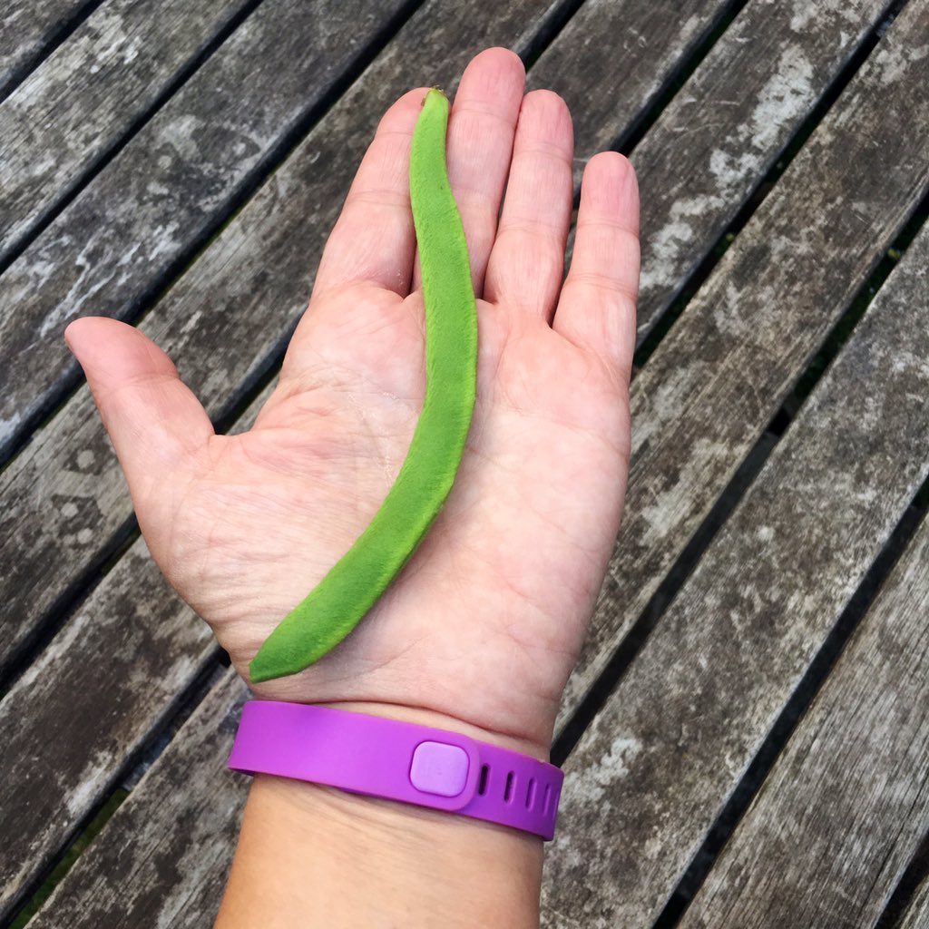 First runner bean! Hopefully the first of many...