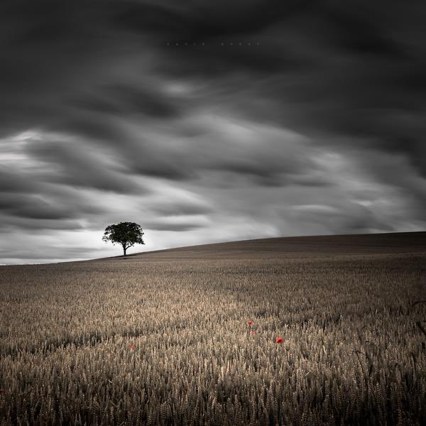 toiblarlos's tweet photo. •
A single #tree
in the middle of nowhere
means resistance and victory!
•
#MehmetMuratildan
•
💙 #DirkWüstenhagen
💚 #YvesTaieb
🤎 #DavidDurst
🖤 #AgniribeMada
• https://t.co/7QQ8KIWHEl