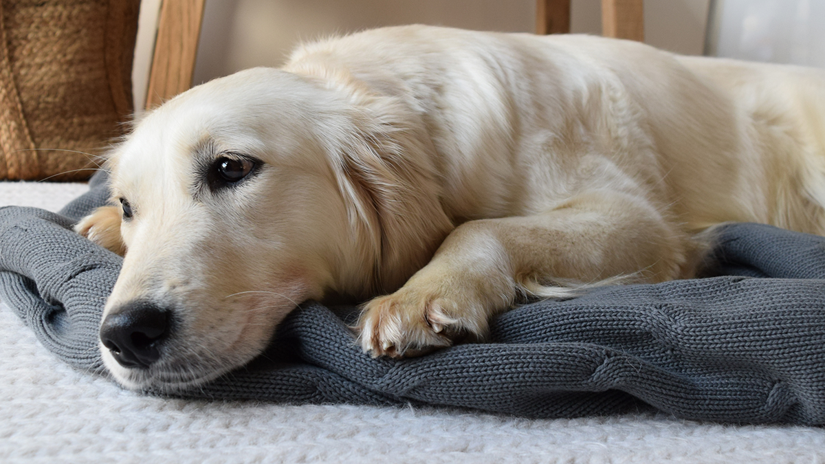 TEAM | Introducing the newest (and by far cutest) member of our team and family. Holly ♥️ Her story and adventures can be followed on Instagram at   instagram.com/hollythehugste… #hollythehugster #marloeinteriors #dogs #GoldenRetrievers #dogsoftwitter #goldenretriever #officedog #doggy