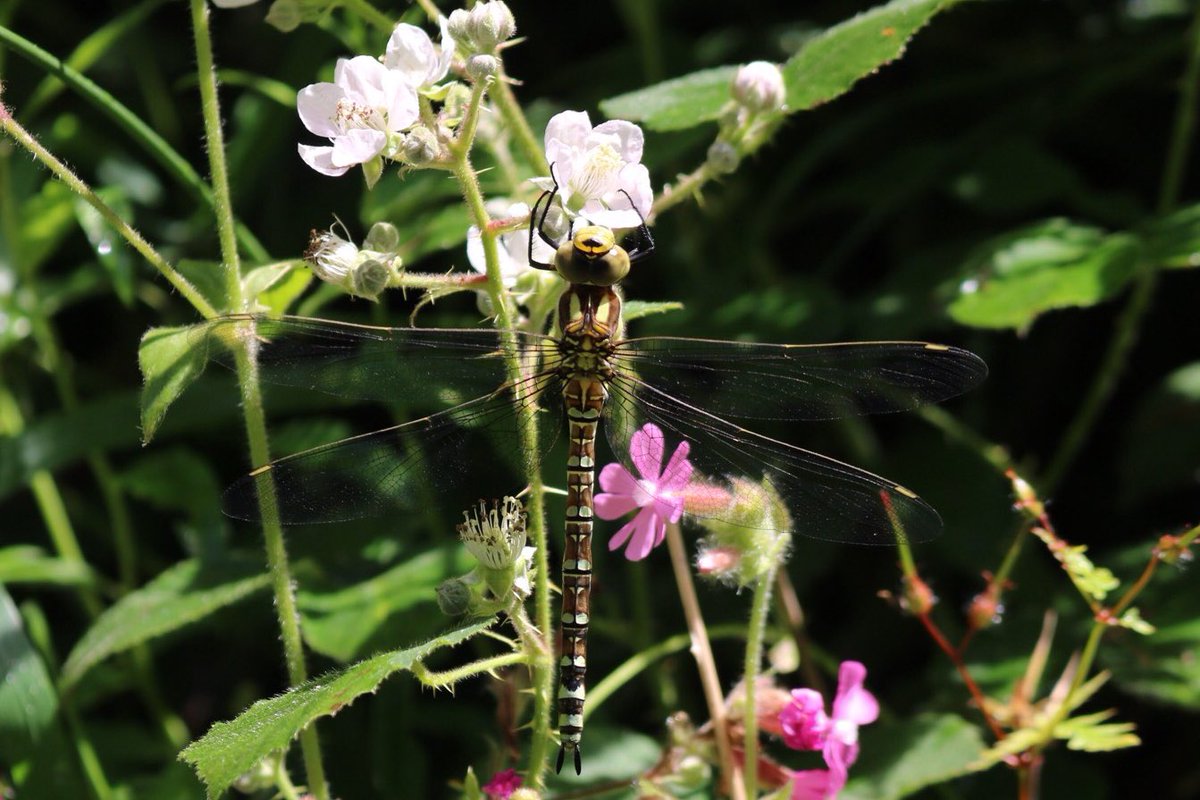 SBJMPhotography's tweet photo. A bee heading into a #foxglove. A #MeadowBrown #Butterfly. And an accidental #pollinator, a #Dragonfly, hanging onto what might be a crab apple. #NationalInsectWeek #SouthernHawker #pollinatorpals #wildflowers #wildflowerhour #InsectWeek #wildlifephotography #Devon #Somerset https://t.co/AhVUKCQuce