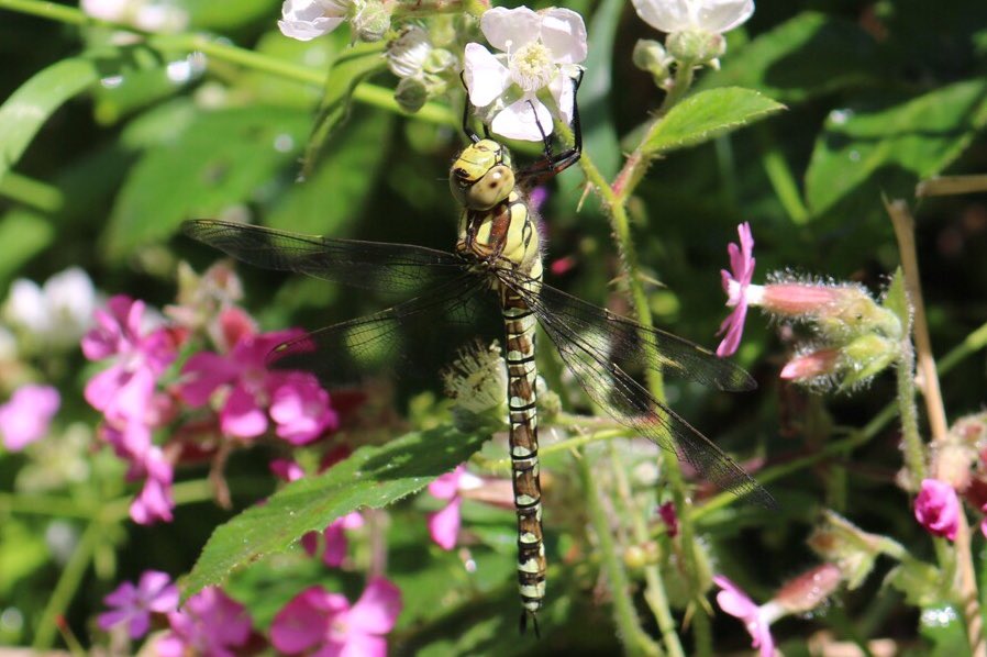 SBJMPhotography's tweet photo. A bee heading into a #foxglove. A #MeadowBrown #Butterfly. And an accidental #pollinator, a #Dragonfly, hanging onto what might be a crab apple. #NationalInsectWeek #SouthernHawker #pollinatorpals #wildflowers #wildflowerhour #InsectWeek #wildlifephotography #Devon #Somerset https://t.co/AhVUKCQuce