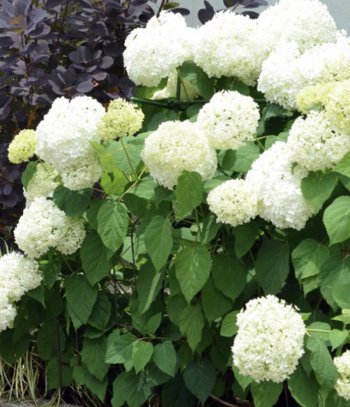 好日画報 tweet media