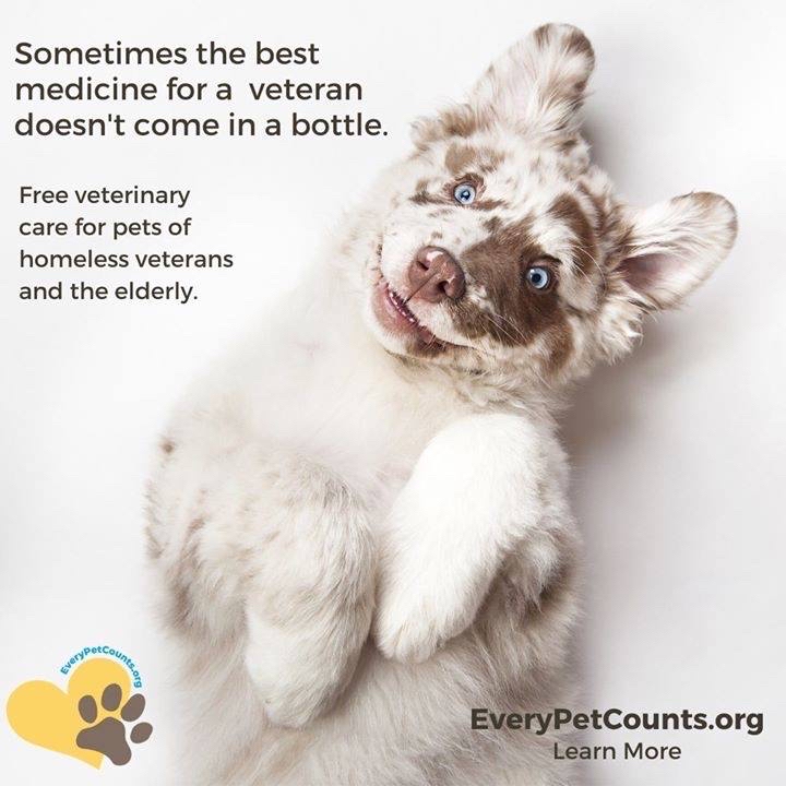 EveryPetCounts's tweet image. Sometimes we all just need to be a little goofy to keep us happy! 
#goofy #happy #puppy #love #bestfriend #vetsmatter #petsmatter #doitforlove #Vets #USO #takecare
