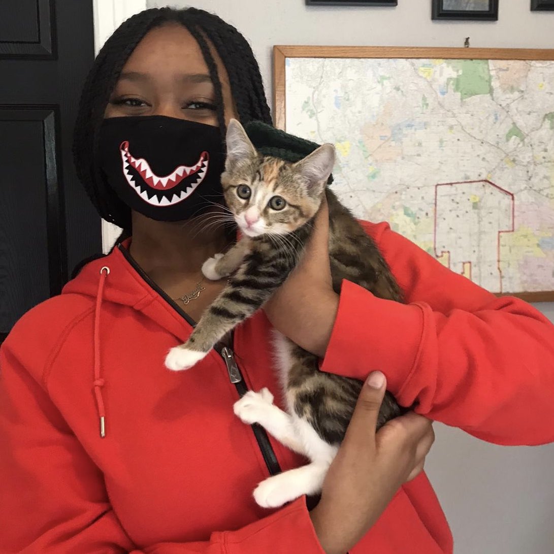 kittybungalow's tweet photo. Congratulations to our newest graduates โ Heathcliff, Nelly Dean, Rosa, Todd & Patty! ๐บ๐๐พ
#CatsOfTwitter #AdoptDontShop #FromHissToHome https://t.co/rQLo0moC5v