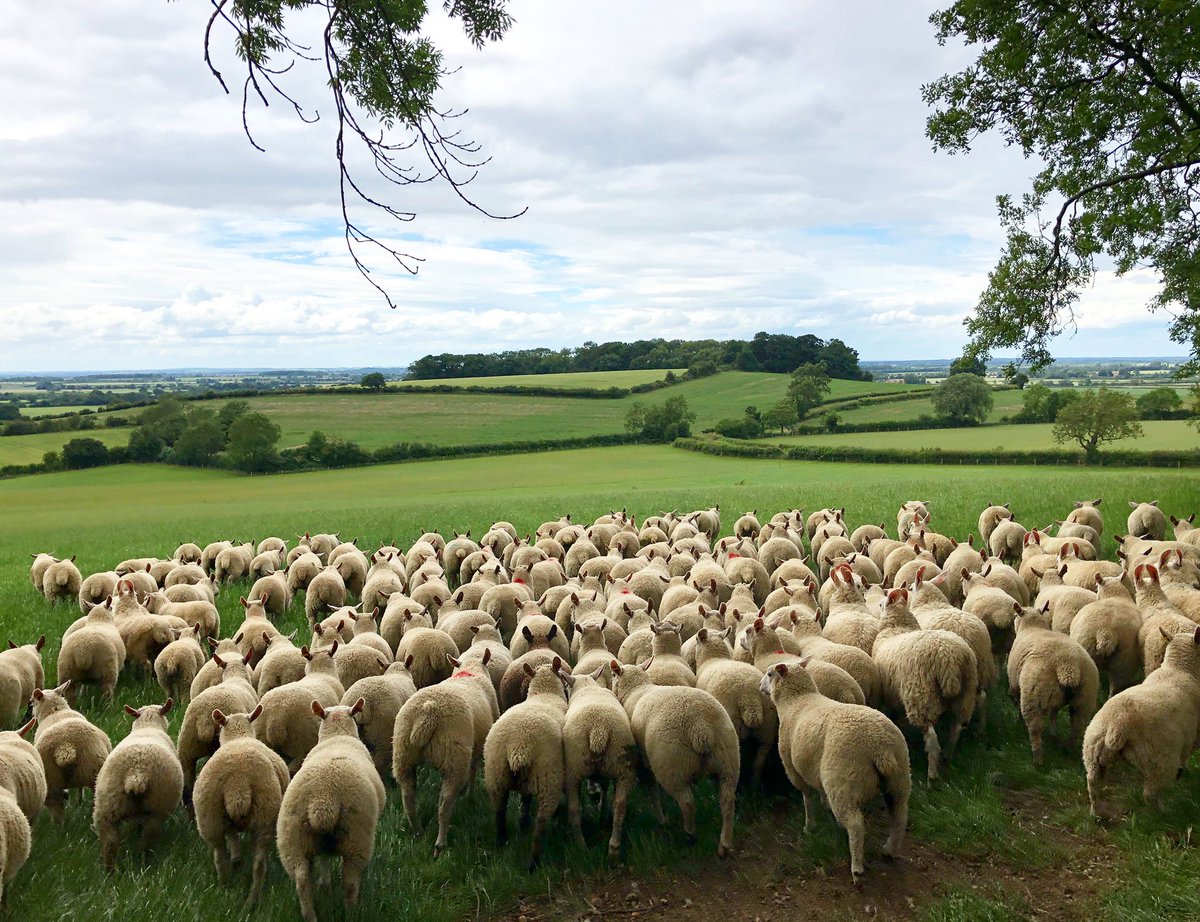 GelstonLamb's tweet photo. Weaned lambs going back to the field after weighing. DLWG of 390g per day not bad really for a week after being weaned. #sheep365 #ahdb https://t.co/A4PbM5YRD6