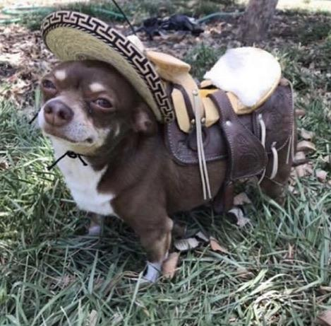 KDoggo0's tweet photo. Doggo
#Memes #memesdaily #Cursed #cursedimages https://t.co/LDG7byQRTh
