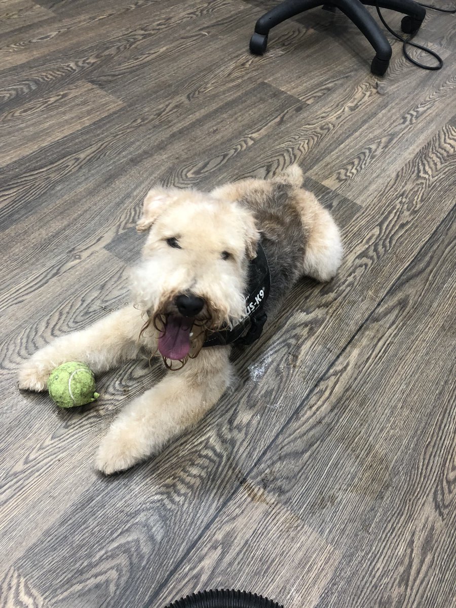 ERIC!!! A very hairy over due Lakeland terrier in for his handstrip- my arm was definitely aching at the end 

#lakeland #lakelandterrier #terriersofinstagram #lakiesofinstagram #dogsofinstaworld #handstripping #qualifiedgroomer #doggrooming #doggroomer #marple #marplebridge