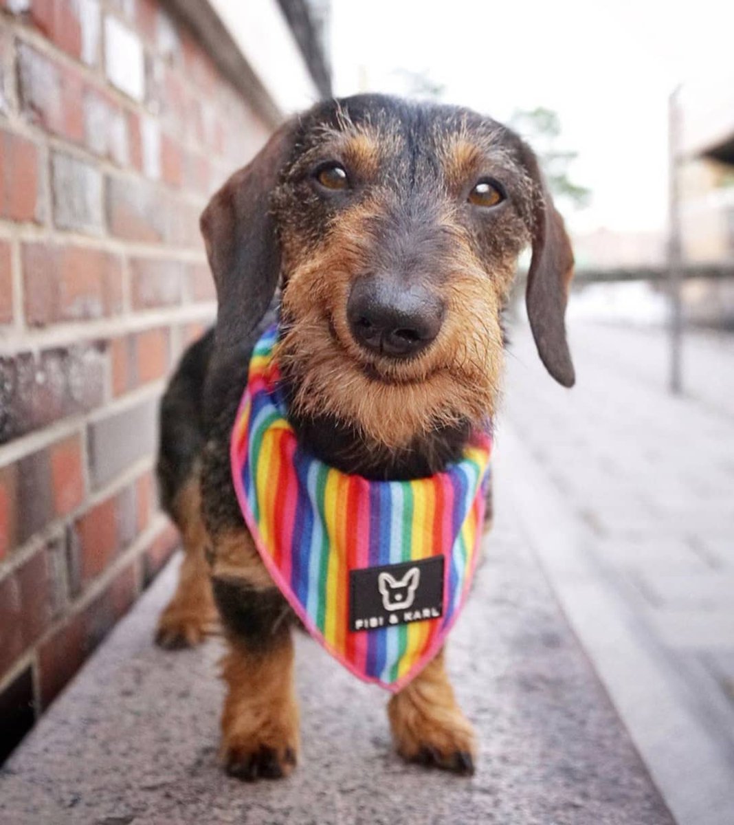 Show your Love to cute, small and adorable Puppies …