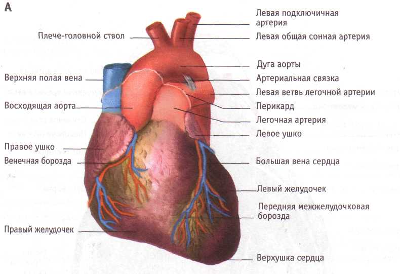 Сердце снизу. Наружное строение сердца вид спереди. Строение сердца снаружи анатомия. Строение сердца человека вид спереди. Внешнее строение сердца человека.