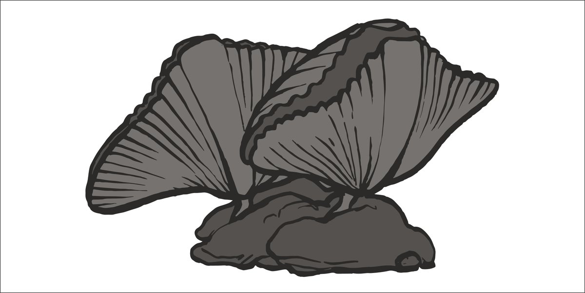 RoyalTyrrell's tweet image. Brachiopods have been around for hundreds of millions of years, and still live in our seas today. They were among the most abundant filter-feeders and reef-builders in the Palaeozoic. Please tweet your drawings of shells and sea creatures at us! #RTMPArtChallenge #MuseumFromHome