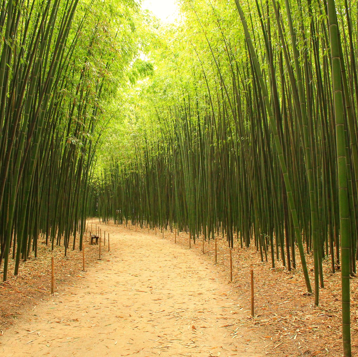 Dépaysement asiatique à la bambouseraie en Cévennes #anduze #bamboo #bambou #cevennes #gardtourisme #jardinexotique #asiatique #japonais #botanique #jardinjaponais #france #europe #anduzetourisme #relaxation #zen #wood #bambooforest #warm #serenity #occitanie #foret