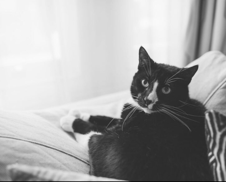 RashiTanda's tweet photo. @rickygervais We said goodbye to Tibbs on 9th Jan 2020, not a day goes by that I don’t miss him and still shed a few tears. He was almost 15yrs old and with me for 13yrs. They offer such unconditional love, know exactly when you’re down and need them close. https://t.co/gP9ZtQiEVX