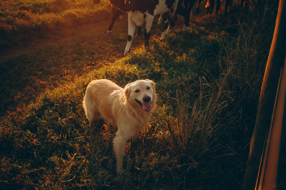 lyrawhite's tweet image. Quarantine Day 102   #quarantineroutine #ranchlife