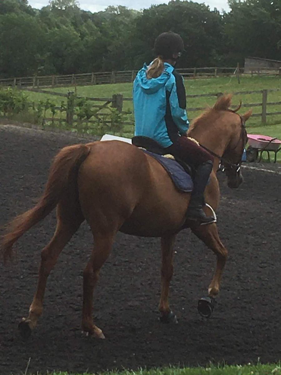 HoptonRehab's tweet photo. What a fabulous horse Tommy has become. Totally transformed from the emaciated figure that came to us in February ❤ #welfareworksinlockdown #helpingothers #charity #donations
https://t.co/UGDooPG8kI https://t.co/7YyomuRmGC