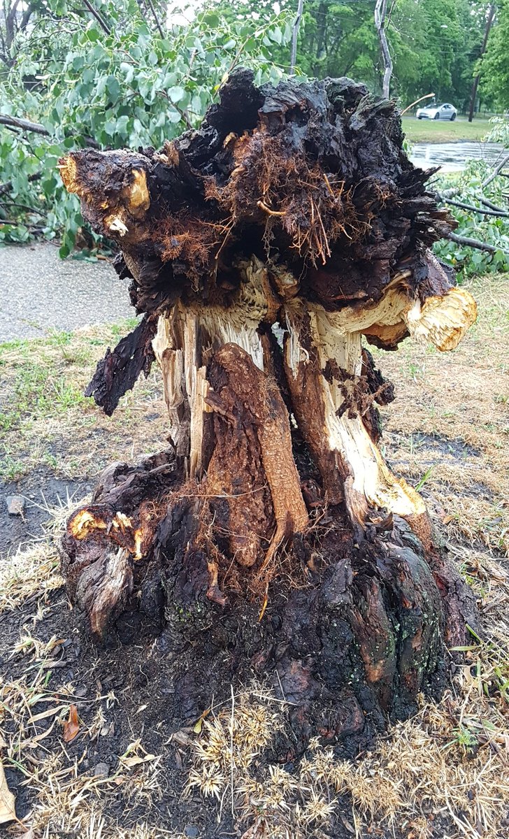 10" &amp; 8" lindens down on Albemarle.  Each had some degree of adventitious roots at break.