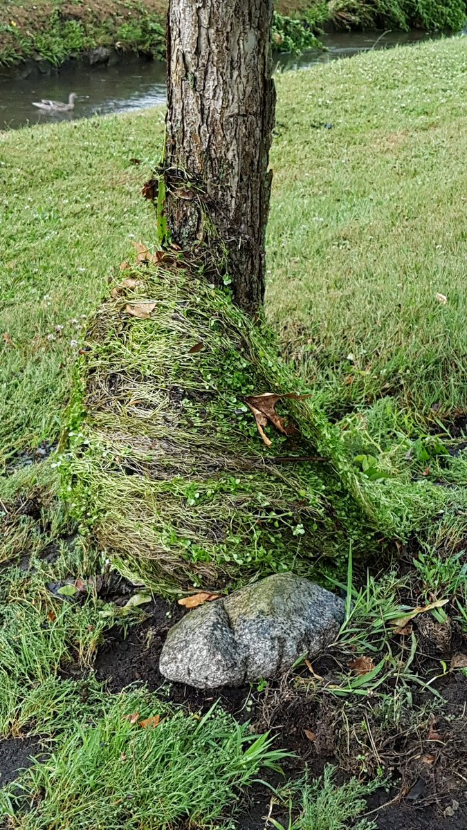 Albemarle north of Crafts.  The Fall 2013 catalpas have really taken off! And you call tell there was some flooding earlier this afternoon.