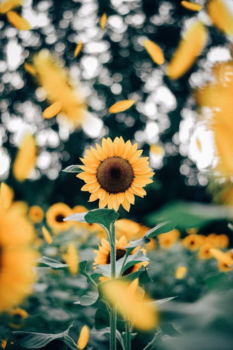 sunflowerlust's tweet photo. sunflowers make my soul smile https://t.co/rhW0fk7FFA