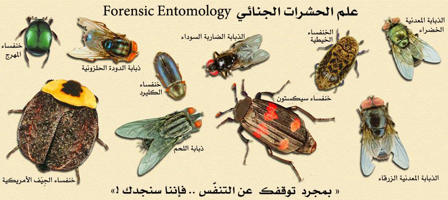 #Insectweek #Insect #Forensic_Entomology
السلسلة الآولى
الحشرات الجنائية (الجزء الآول)
مسرح الجريمة:...