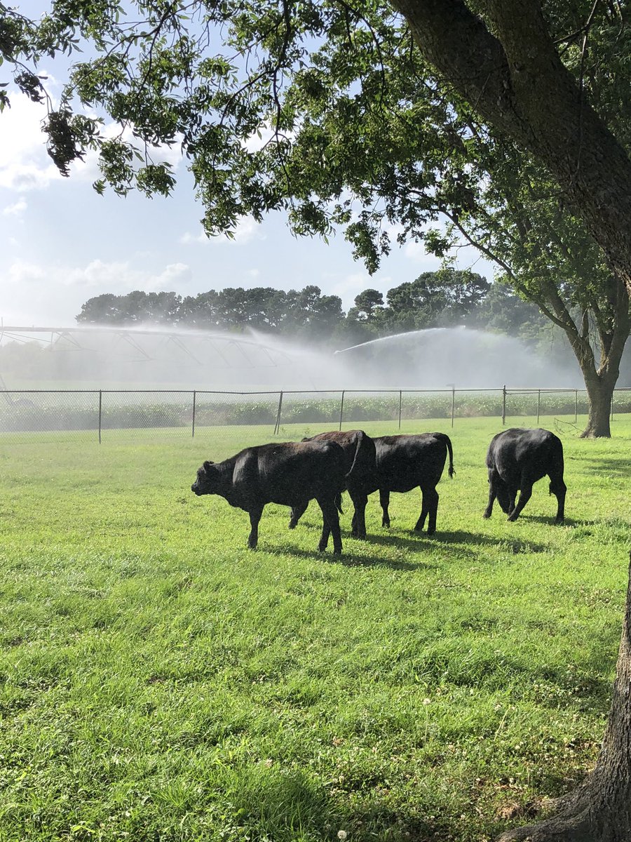 To my banker(who I won’t mention 🤣) watering these 8.50 beans is pretty important right now.  I’m more of the the thought that it’s keeping my ribeyes cool and comfortable <a href="/jpbeano/">Bean</a>