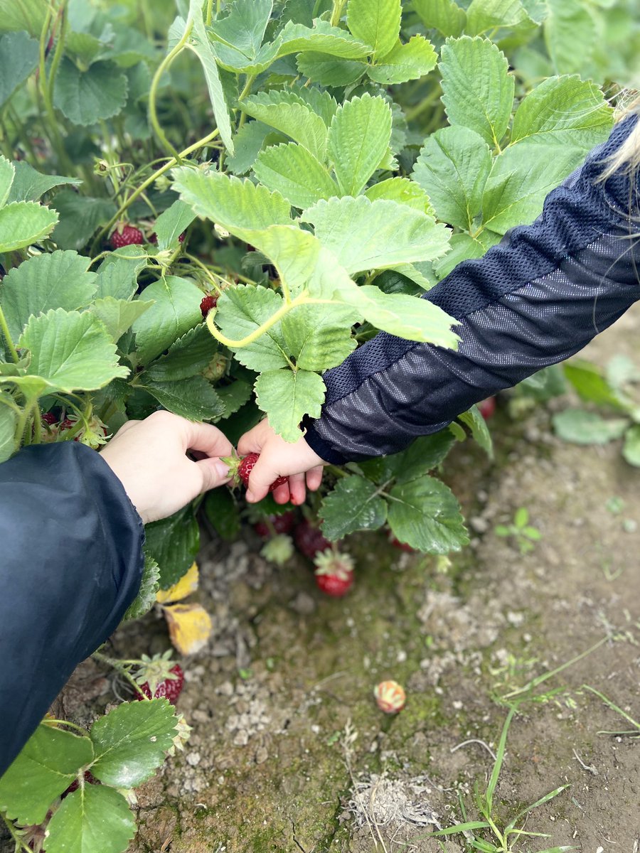 ObviouslyEdie's tweet photo. Strawberry picking with my favorite people today 🍓🥰 https://t.co/yCv3iiiM7U