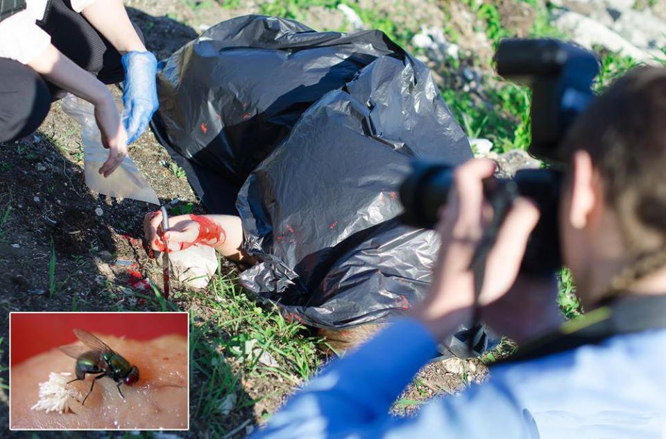 #Insectweek #Insect #Forensic_Entomology
يتبع
السلسلة الآولى
الحشرات الجنائية (الجزء الثاني)
مسرح ال...