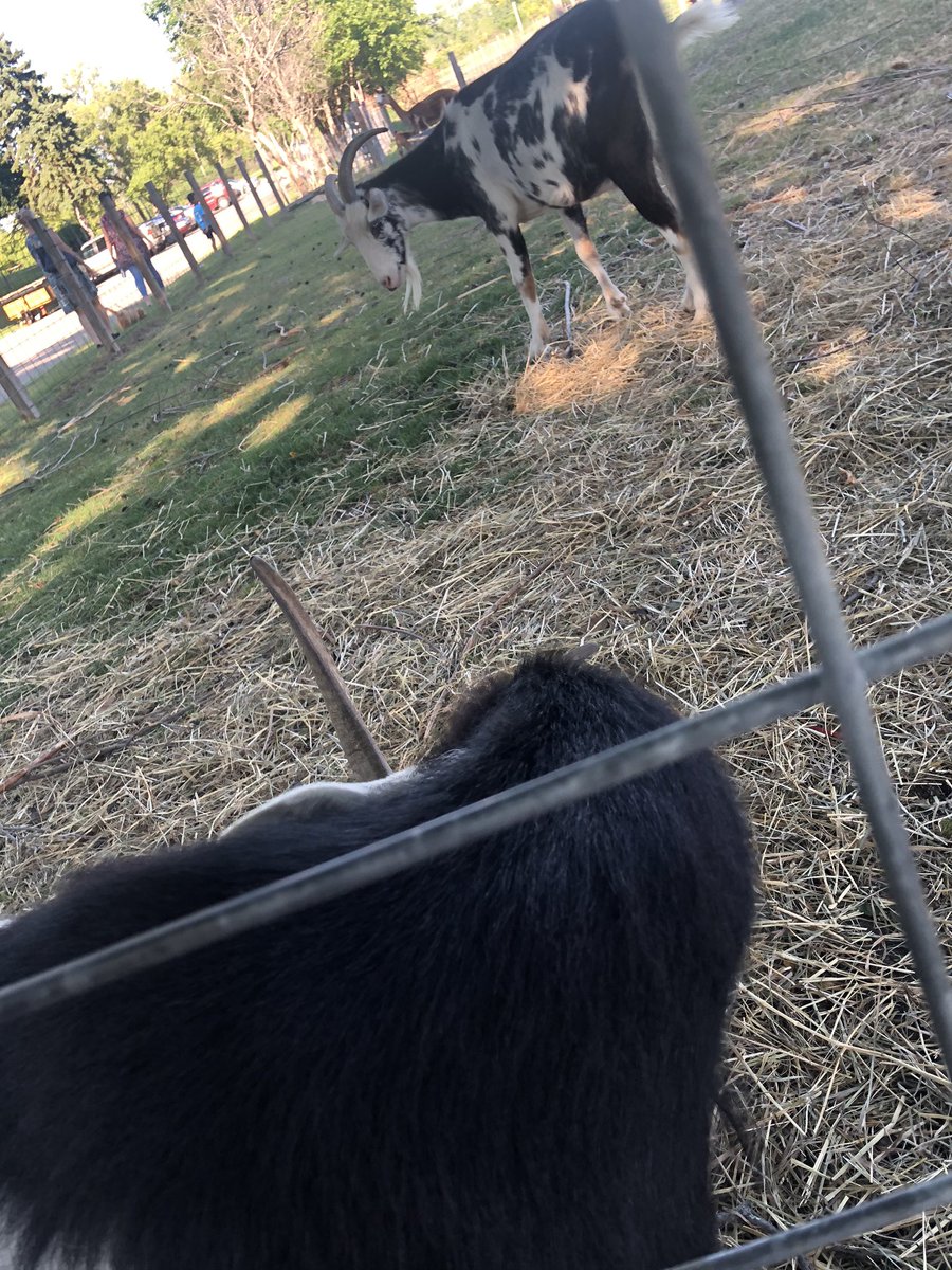 The goat i met that i named Parsley, a thread: