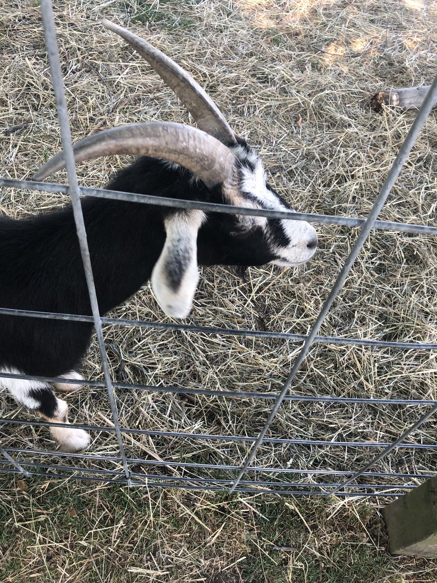 The goat i met that i named Parsley, a thread: