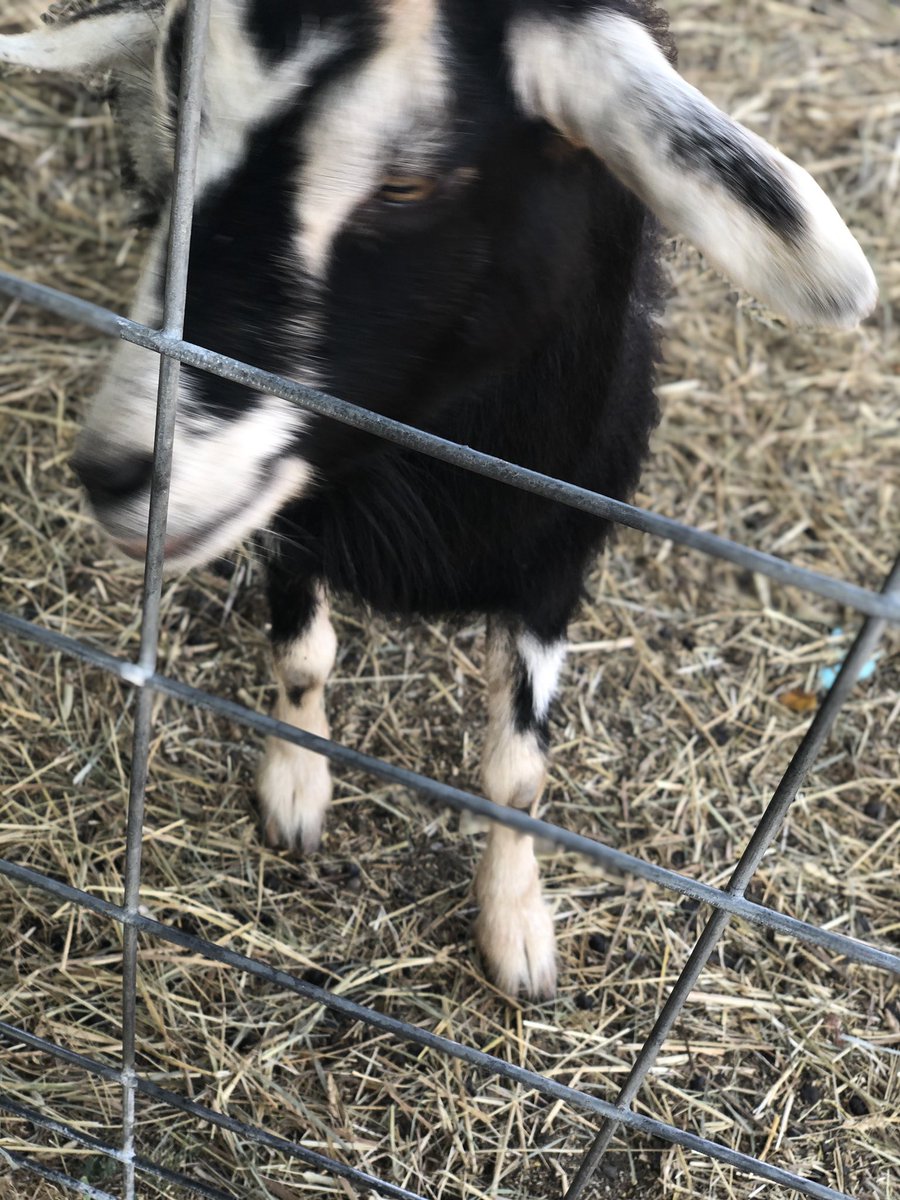 The goat i met that i named Parsley, a thread: